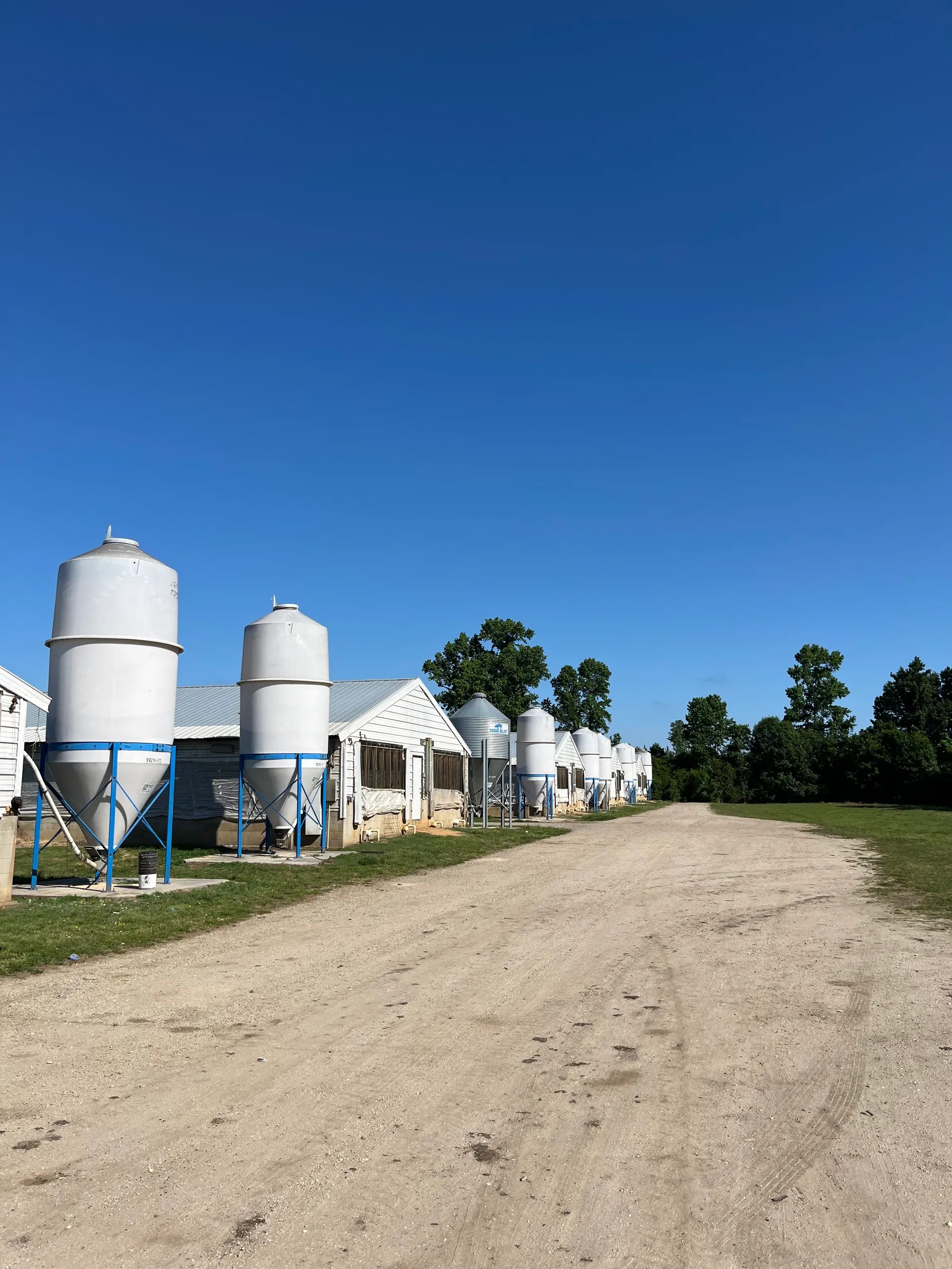 Blenheim Swine Finishing Farm, Marlboro County, SC