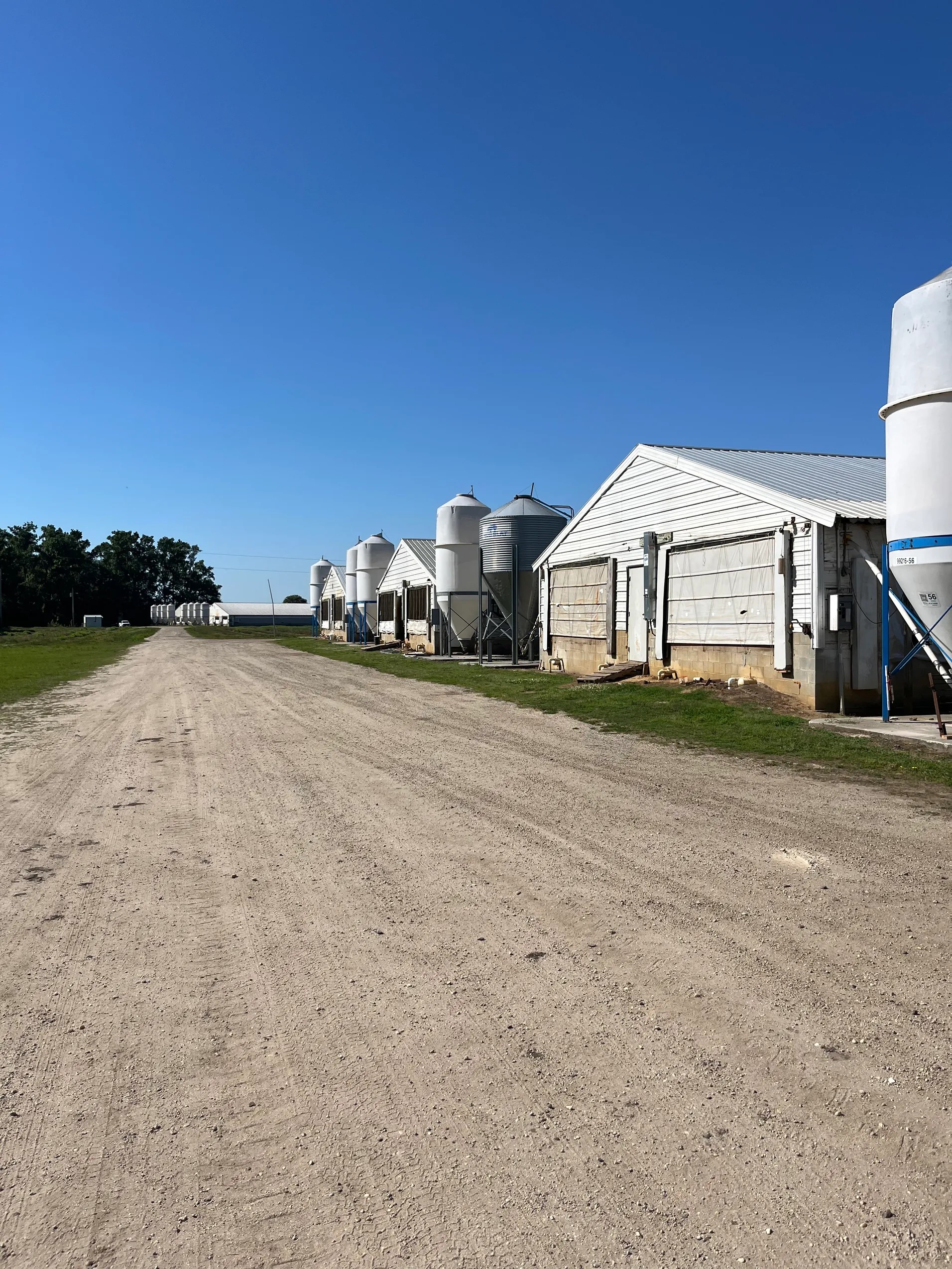 Blenheim Swine Finishing Farm, photo 5