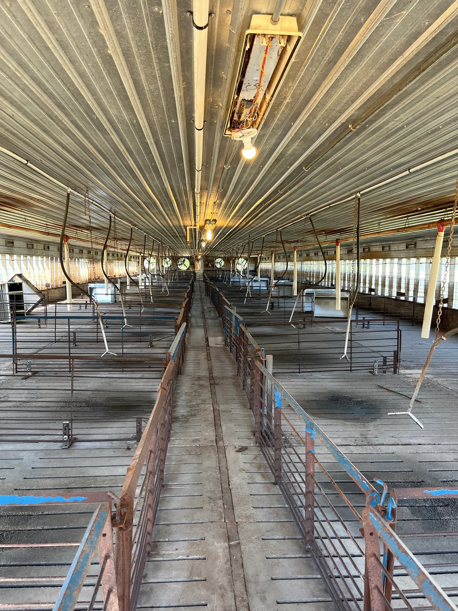 Blenheim Swine Finishing Farm, photo 9