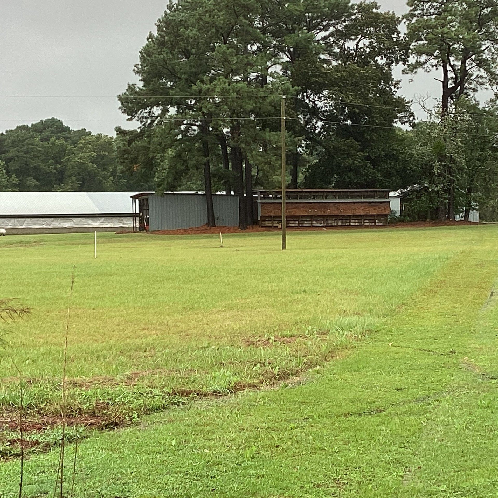 Duplin County Nursery Farm, Cypress Creek, photo 4