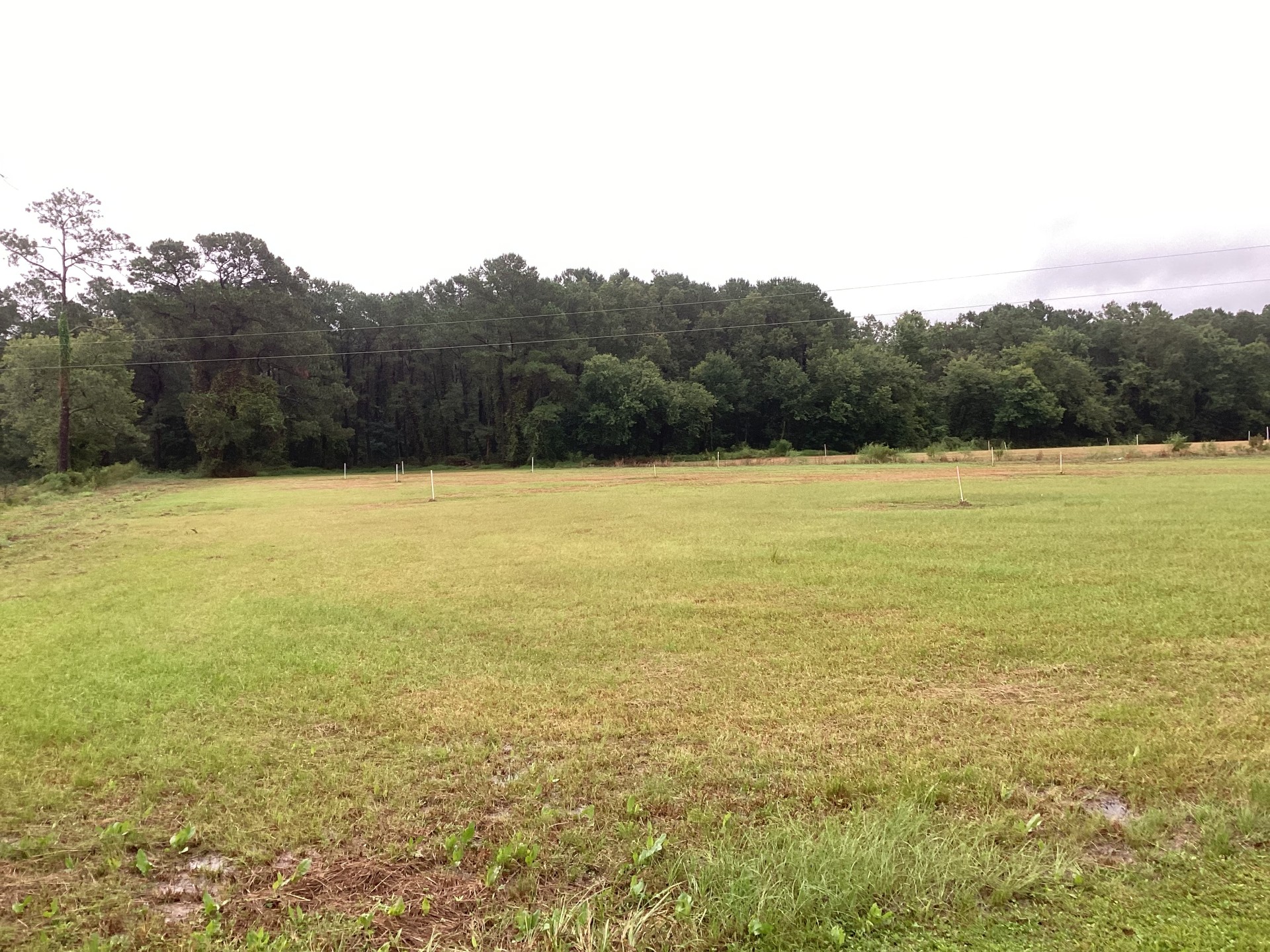 Duplin County Nursery Farm, Cypress Creek, photo 9